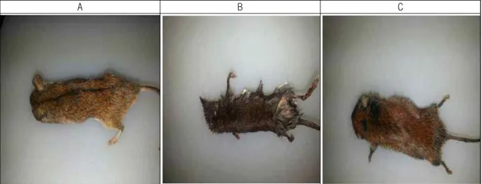 Fig.  4.  Morphological  classification  of  captured  wild  rodents  in  Gwangsan-gu  and  Buk-gu               from 2016 to 2018 (A