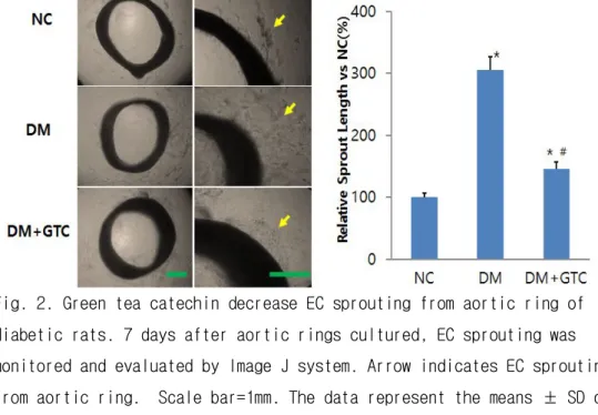 Fig. 2. Green tea catechin decrease EC sprouting from aortic ring of diabetic rats. 7 days after aortic rings cultured, EC sprouting was monitored and evaluated by Image J system