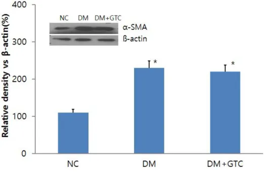 Fig. 6. Effects of green tea catechin on α -SMA level in VSMC of