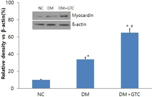 Fig. 7. Effects of green tea catechin on myocardin level in VSMC of thoratic aorta of diabetic rats