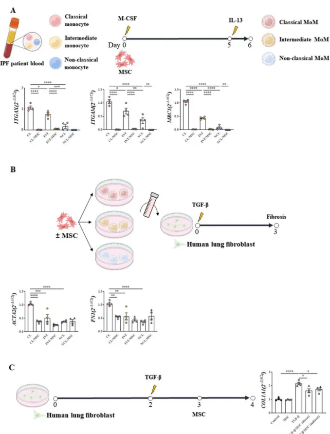 Fig. 3  Confirmation of lung fibrosis induction by subtypes of monocyte and macrophage
