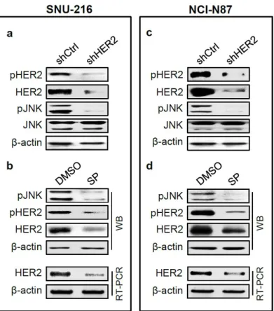 Figure 4. The relationship between HER2 and JNK in GC cell lines. SNU-216 