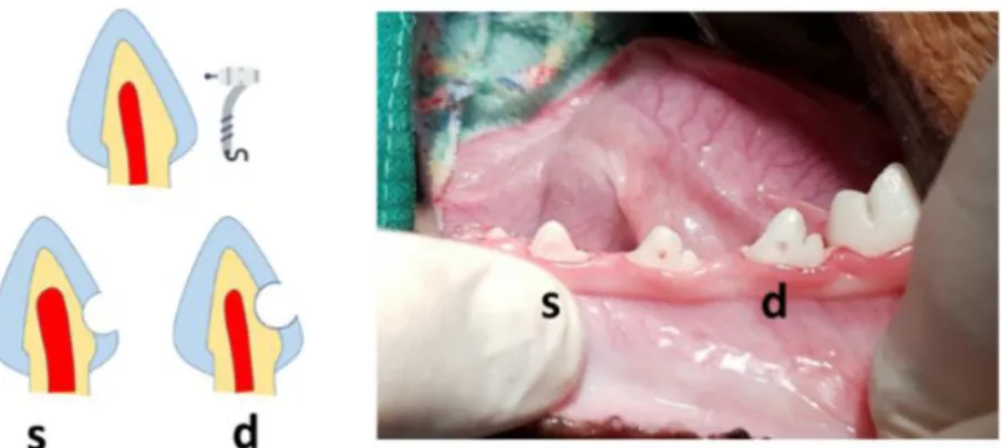 Figure  1.  Schematic  illustration  and  representative  macroscopic  image  of  s)  shallow  and  d)  deep  cavity  prepared  on  the  cervical  areas  of  beagle  dog  premolars.