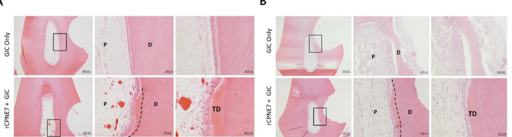 Figure  2.  Histological  analysis  three  weeks  after  the  in  vivo treatment  of  rCPNE7.