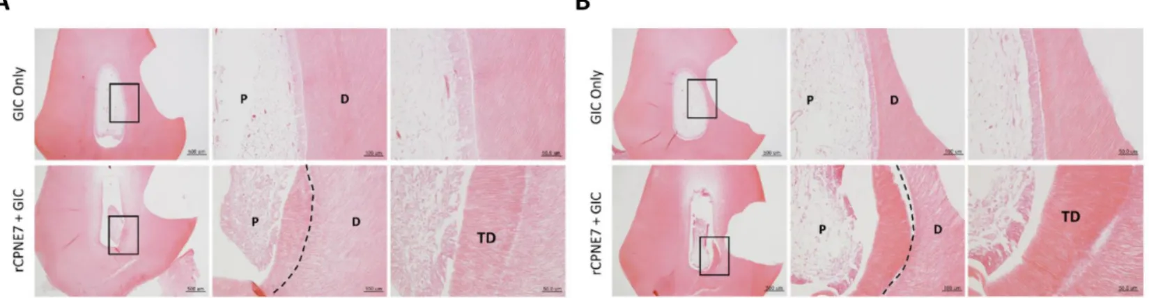 Figure  4.  Histological  analysis  six  weeks  after  the  in  vivo treatment  of  rCPNE7.