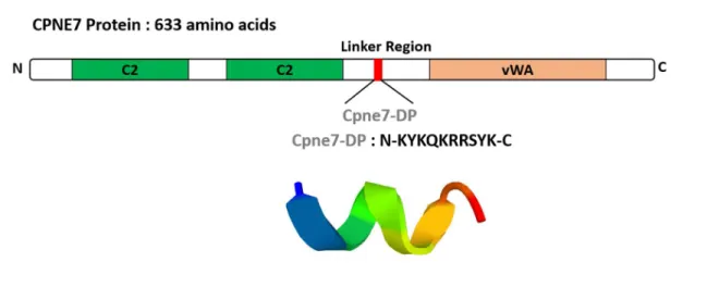 Figure  7.  Amino  acid  sequence  and  ribbon  structure  of  Cpne7-DP  derived  from  the  linker  region  of  CPNE7  protein.