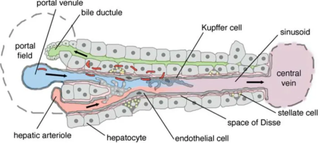 Figure  2.  Schematic  representation  of  liver  (Frevert  et  al.  2005)