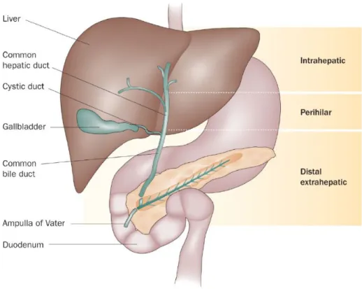 Figure  3.  The  subtypes  of  cholangiocarcinoma  (Blechacz  et  al. 