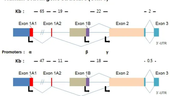 Figure  4.  The  gene  structures  of  AKAP12