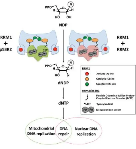 Figure  3.  RNR  and  de  novo  dNTP  biosynthesis.  Mammalian  RNR  enzymes  function to  reduce the  2'  carbon of  NDPs to  generate  dNDPs that  are subsequently phosphorylated by nucleoside diphosphate kinase, yielding 