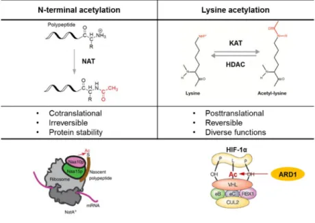 Figure 9. Comparison  of  two  types  of  protein  acetylation.  N-terminal  acetylation  and  lysine  acetylation are  compared