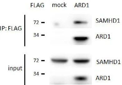 Figure  13.  Co-immunoprecipitation  of  endogenous  SAMHD1  and FLAG-ARD1. FLAG-ARD1 was immunoprecipitated from HEK293T cells,  and co-precipitation of endogenous SAMHD1 was analyzed by western blot.