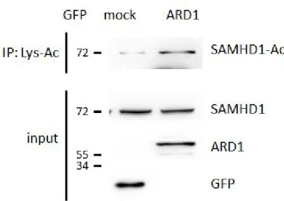Figure 15. Endogenous SAMHD1 protein is acetylated by ARD1 in vivo.