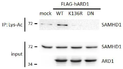 Figure  16.  Endogenous SAMHD1  protein is less acetylated  by  ARD1 mutants in  vivo