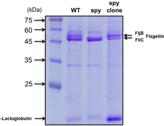 Figure  1.  SPI-1  condition  secreted  proteins  were  loaded  SDS-PAGE  Gel  and  stained by comassie blue.