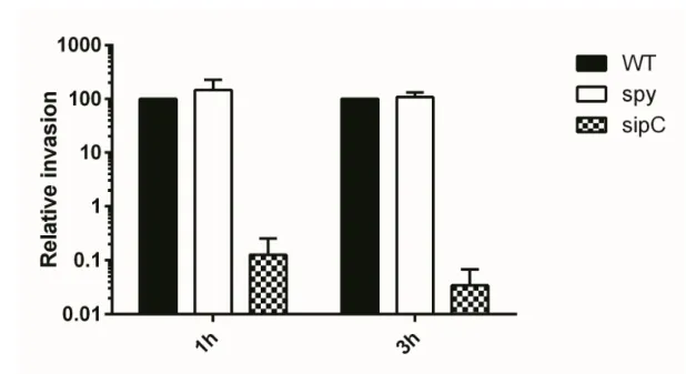 Figure 2. The invasion rate of WT, spy and sipC mutant. 