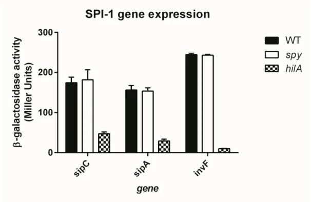 Figure 3. WT, spy and hilA mutant transcription level of invF, sipC, sipA –lacZ fusions gene in SPI-1 condition.