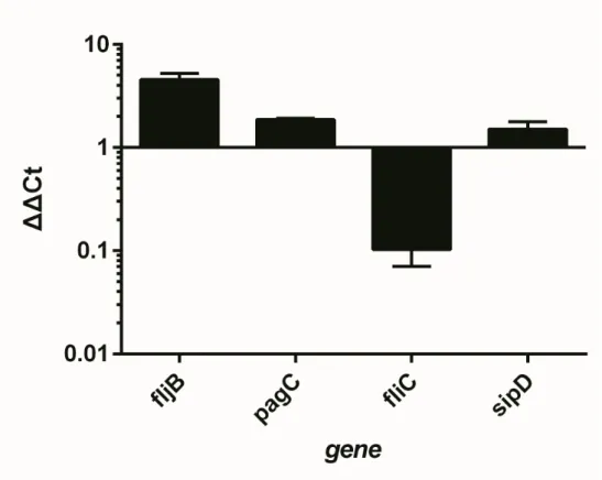 Figure 4. WT and  spy::cm mutant transcription level of  fljB,  pagC, fliC,  sipD gene in SPI-1 condition.