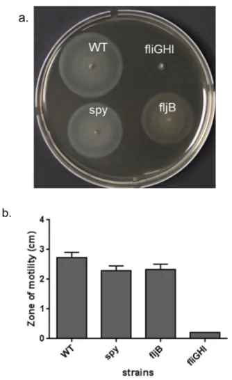 Figure 5. The strains motility showed no significant changes between WT and  spy mutant.