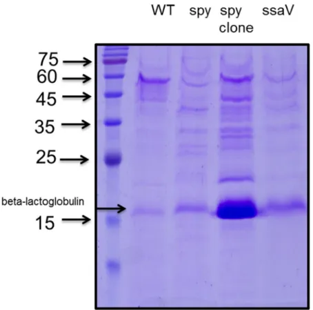 Figure  7.  SPI-2  condition  secreted  protein  was  loaded  SDS-PAGE  Gel  and  stained by comassie blue.