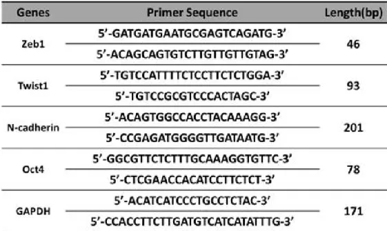Table  2.  The  nucleotide  sequences  of  the  primers  used  for  examining  fibroblast  markers  (Zeb1  and  Twist1),  the  epithelial-mesenchymal  marker  (N-cadherin),  the  pluripotency  marker  (Oct4)  and  the  housekeeping  gene  (glyceraldehyde  