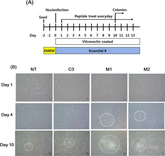 Figure  1.  Generation  of  iPS  cells  using  a  human  vitronectin-based  xeno-free/feeder-free  hPSC  medium