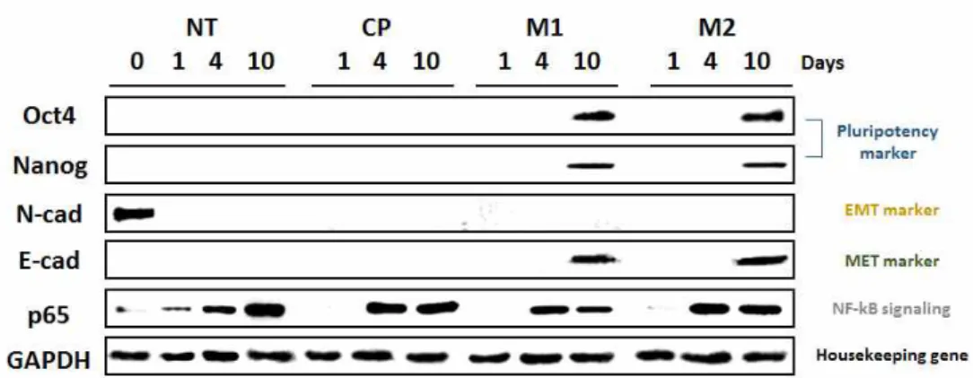 Figure  5.  Changes  in  the  activation  of  pluripotency  marker  proteins  (Oct4  and  Nanog),  EMT  and  MET  marker  proteins  (N-cadherin  and  E-cadherin),  and  NF-κB  signaling  protein  (p65)  were  analyzed  by  western  blot  analysis  at  0,  