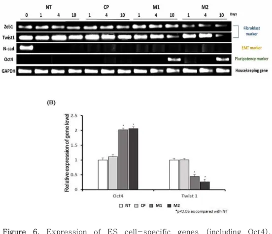 Figure  6.  Expression  of  ES  cell-specific  genes  (including  Oct4),  fibroblast-specific  genes  (Zeb1  and  Twist1)  and  an  EMT  gene  (N-cadherin)  were  analyzed  by  RT-PCR