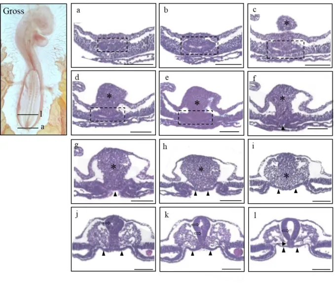 Figure 3. Gross morphology of HH 16 chick embryo in the left panel (Gross) and histological sections  of the stage listed in a caudal-rostral order (a)-(l)