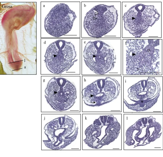 Figure 4. Gross morphology of the HH17 embryo presented on the left panel (Gross), and the histological  sections listed in a caudal-rostral order (a)-(l)