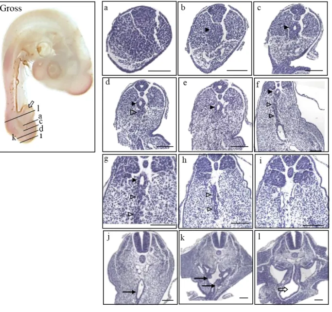 Figure 6. Gross morphology of HH 20 chick embryo in the left panel (Gross) and histological sections of  the stage listed in a caudal-rostral order (a)-(l)