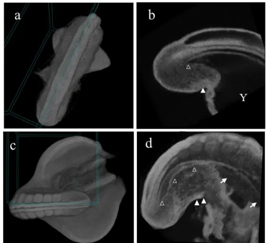 Figure 7. Micro-CT image of HH18 and HH20 embryos. The micro-CT images of (a) and (c) showed  the angle of the virtual section represented on the figure (b) and (d), respectively