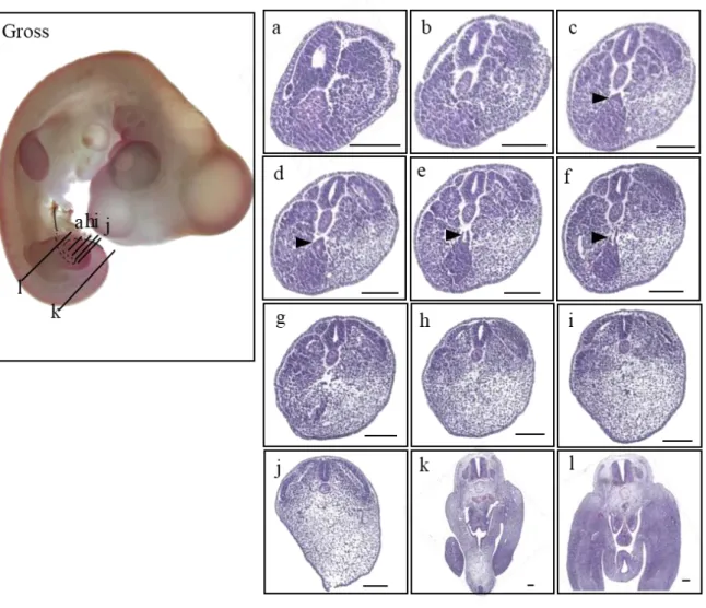 Figure 9. Gross morphology of HH24 embryo presented on the left panel (Gross), and the histological  sections listed in a caudal-rostral order (a)-(l)