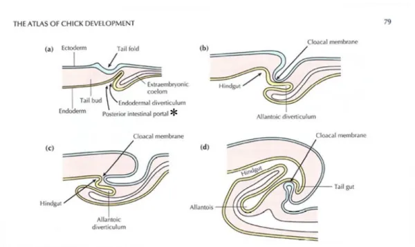 Figure 1. Formation of the tail fold, allantoic diverticulum and hindgut shown in sagittal sections at stages 12-13  (a);  13-14  (b);  18  (c);  and  20  (d)