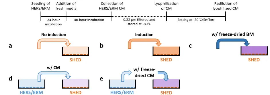 Figure 1. Procedure outline for establishing the HERS/ERM freeze-dried conditioned medium (CM) used in the following experiments