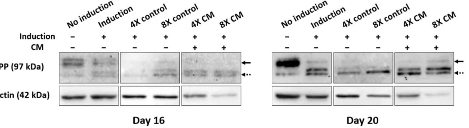 Figure 5. Western blot analysis of differentiated  SHED  in vitro. The SHED was cultured in induction medium supplemented with  different concentrations of HERS/ERM conditioned medium (CM) for 16 and 20 days, where the value of 1X represents the addition  
