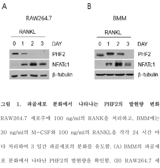 그림  1.  파골세포  분화에서  나타나는  PHF2의  발현량  변화  RAW264.7  세포주에  100  ng/ml의  RANK을  처리하고,  BMM에는  30  ng/ml의  M-CSF와  100  ng/ml의  RANKL을  각각  24  시간  마 다  처리하여  3  일간  파골세포의  분화를  유도함