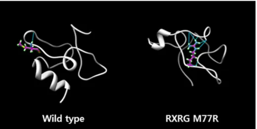 Figure  1.  The  Amber  molecular  dynamics  predicted  structural  change  of  RXRG by M77R mutation