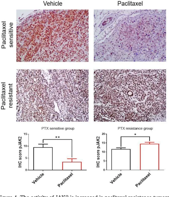 Figure 4. The activity of JAK2 is increased in paclitaxel resistance tumors. 