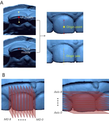Fig. 2. Reference points, vector, planes of natural primary teeth.
