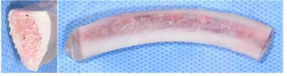 Fig. 1. Bone specimen exposing the medullary part