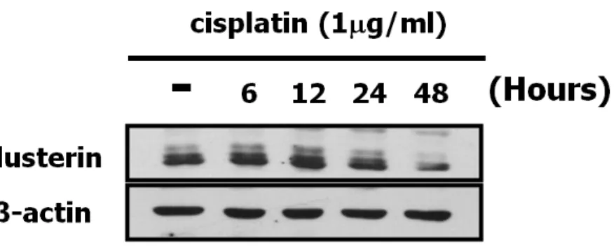 Fig. 4. Expression of clusterin in SNUOT-Rb1 cells. Western blot analysis  for clusterin was performed  using β-actin as a loading control