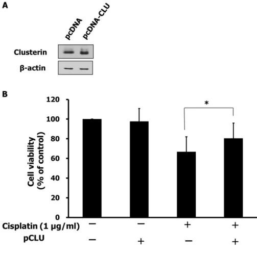 Fig. 6. Effect of clusterin overexpression on chemoresistance. A. After 24 h  of  induction, cell lysates were prepared for Western blots