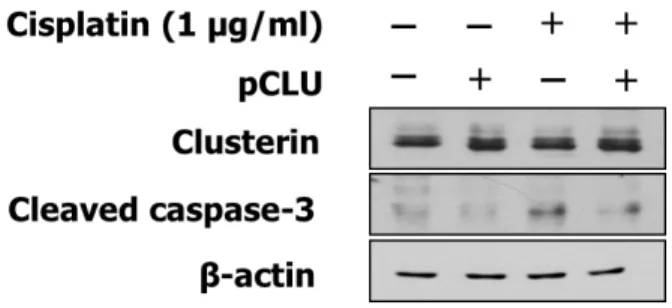 Fig. 7. Effect of clusterin  overexpression  on  apoptosis.  After 24  h of  induction, cells were treated with cisplatin