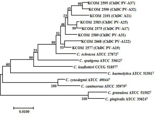 Fig. 1. Phylogenetic trees base on the partial nucleotide sequence of 16S rDNA of type strains and clinical isolate of genus Capnocytophaga 