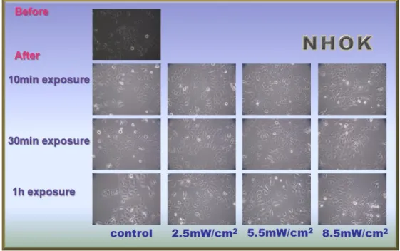 Fig. 6. Cell morphology changes after 24 h incubation under various blue LED exposure time.