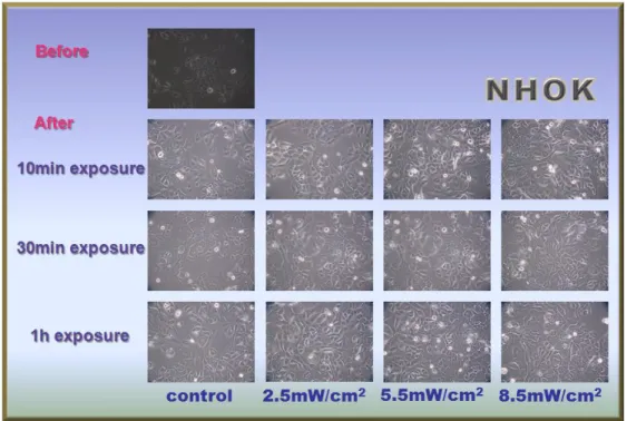 Fig. 7. Cell morphology changes after 48 h incubation under various blue LED exposure time.