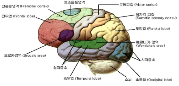 [그림 2-2] 뇌의 구조
