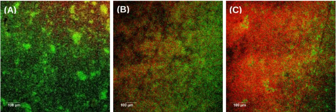 Figure 4. Evaluation of membrane integrity of cells in the S. Typhimurium biofilm using  confocal laser scanning microscopy