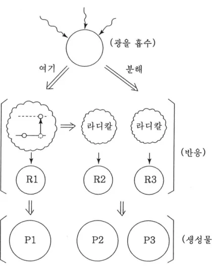 Fig.  3.  Process  of  photochemical  reaction 11) .